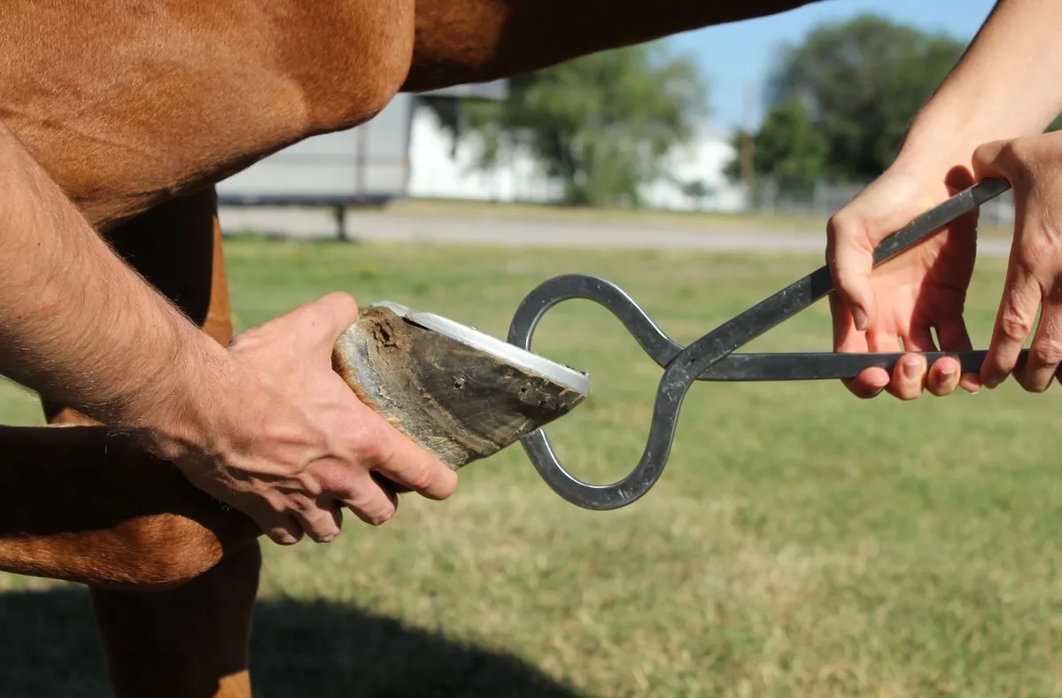 hoof_testing