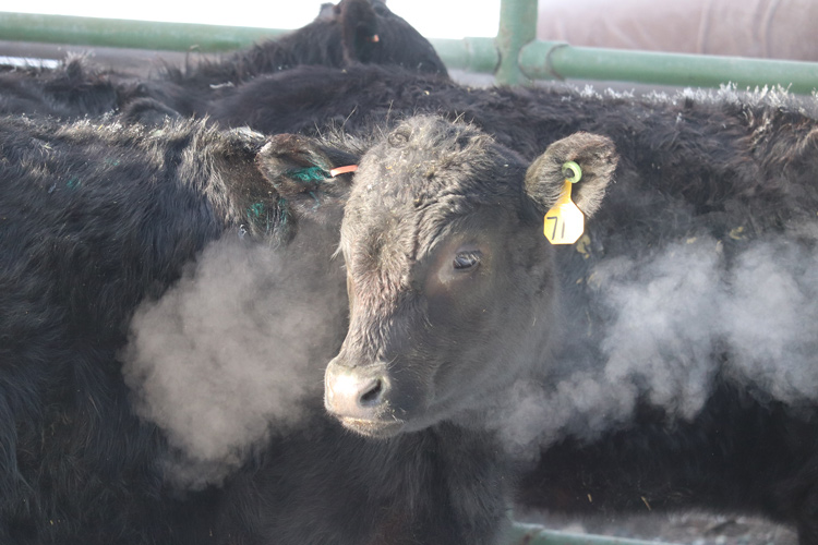 Angus-cows