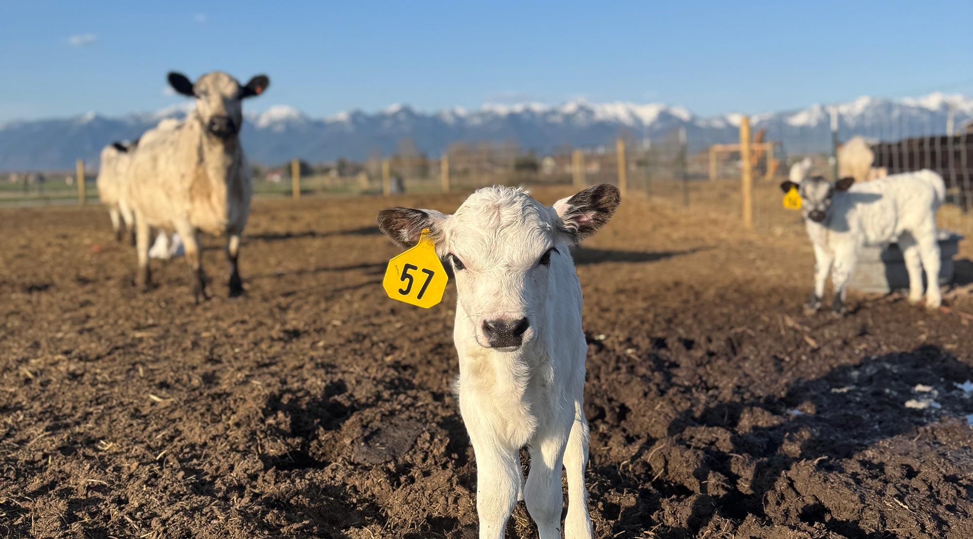 livestock-calf